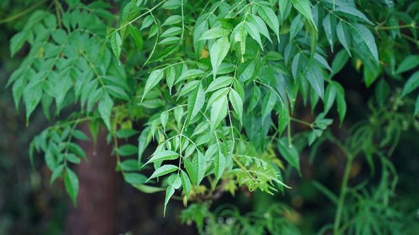 Azadirachta indica - Ένα κλαδί από φύλλα δέντρου neem. Φυσική ιατρική, neem tree- φυσική ιατρική - Φωτογραφία, εικόνα