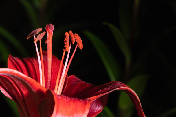 Grote rode lelie bloem close-up op een donkere achtergrond. Macro foto van bloeiende Lilium in de tuin 's nachts - Foto, afbeelding