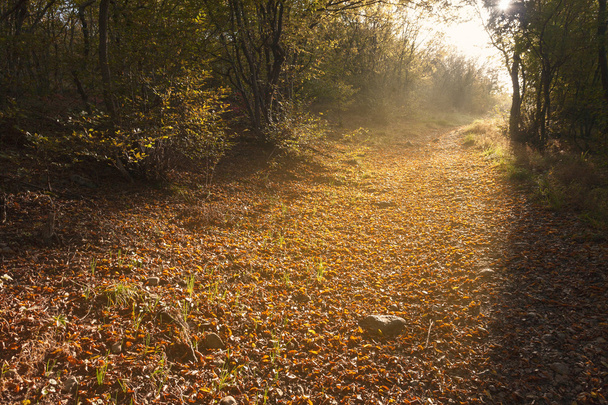 Путь через лес с красной листвы
 - Фото, изображение