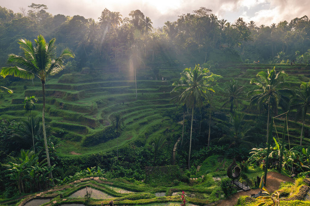 Тегаллаланська рисова тераса, серія аранжувальників в Убуді, Балі, Індонезія - Фото, зображення