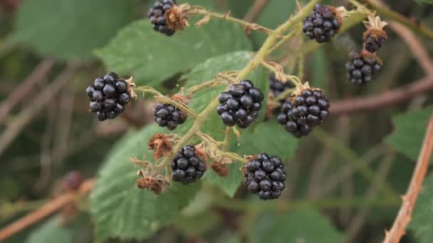 Fekete szeder bogyók kiömlött a bokor a természetben lassított felvételen. - Felvétel, videó