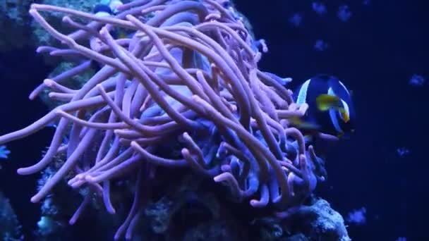 Clark's anemonefish in symbiosis with bubble tip anemone, poison animal move tentacles, hunt for food, clownfish species swim in strong circular flow, reef marine aquarium for experienced aquarist - Footage, Video