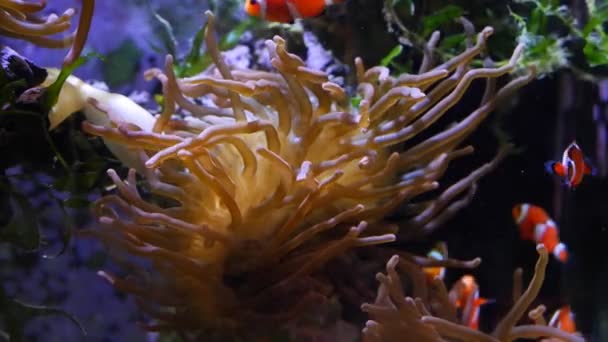 bubble tip anemone move poison tentacles and protect vulnerable fish young ocellaris clownfish colony, water flow, reef marine aquarium hobby for experienced aquarist, pet shop, actinic LED low light - Footage, Video