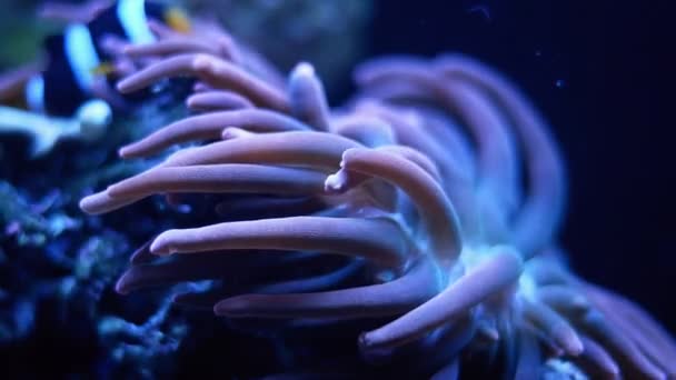 bubble tip anemone tentacles move and hunt for food on live rock ston, strong water flow, reef marine aquarium, big oral disc predator animal expensive hobby for experienced aquarist, LED light - Footage, Video