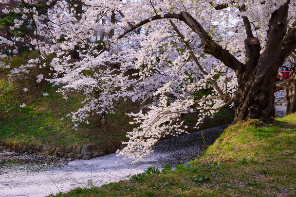 Flores de cerejeira no Hirosaki Park
 - Foto, Imagem