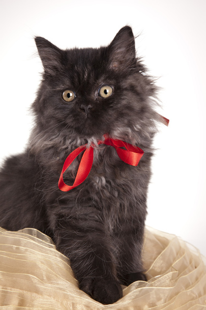 Young longhair British cat - Fotografie, Obrázek