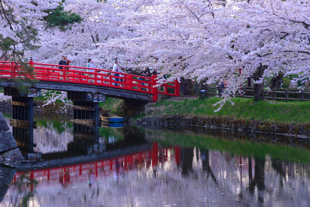 Flores de cerejeira no Hirosaki Park
 - Foto, Imagem
