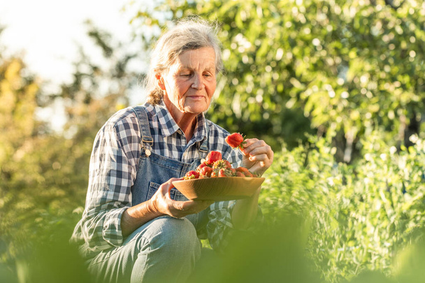 Glückliche Seniorin, die im Garten Erdbeeren pflückt. Ältere Bäuerin trägt Jeans-Overalls mit kariertem Hemd und sammelt zwischen frischen grünen Erdbeerbüschen Beerenernte - Foto, Bild