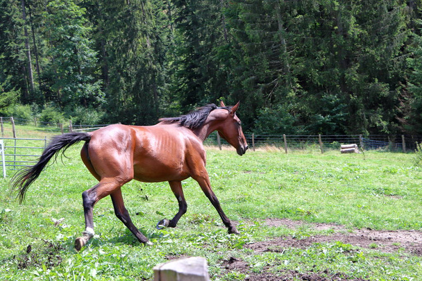 茶色の馬が草原を横切って走っている. 自然の中の動物. 馬のための牧草地. - 写真・画像