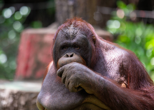 Meet the Orangutan (Pongo pygmaeus) - a captivating primate native to the lush rainforests of Southeast Asia. - Photo, Image