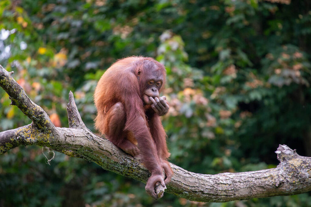 Meet the Orangutan (Pongo pygmaeus) - a captivating primate native to the lush rainforests of Southeast Asia. - Photo, Image