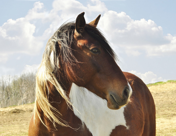 Pferdeporträt - Foto, Bild