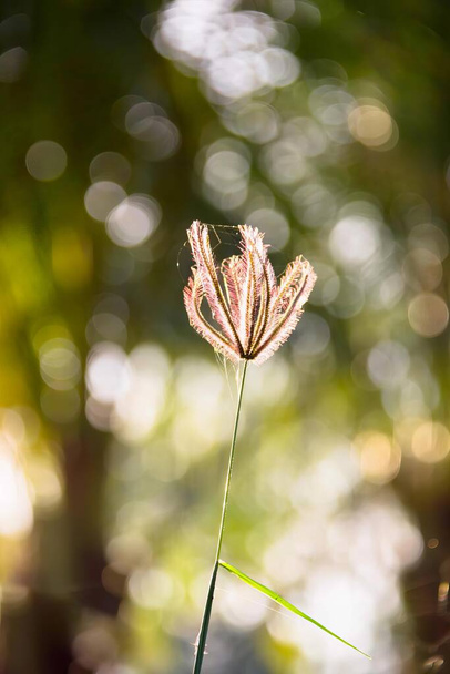 фотография одного цветка на расплывчатом фоне, маленький цветок, растущий из стебля. - Фото, изображение