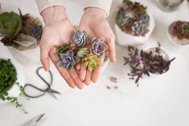 Woman holding Echeveria Succulent house plant cuttings in a hands. - Photo, Image