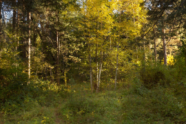 Natureza floresta fundo com amarelo brilhante e verde colorido folhas de outono em árvores - Foto, Imagem