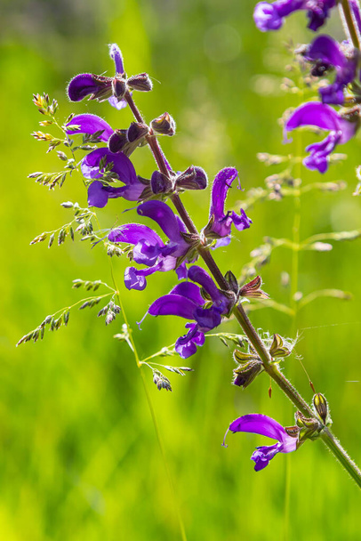 サルビア・プラテンシス(Salvia pratensis)は、ヨーロッパ、西アジア、北アフリカ原産のラミア科の開花植物種である。. - 写真・画像