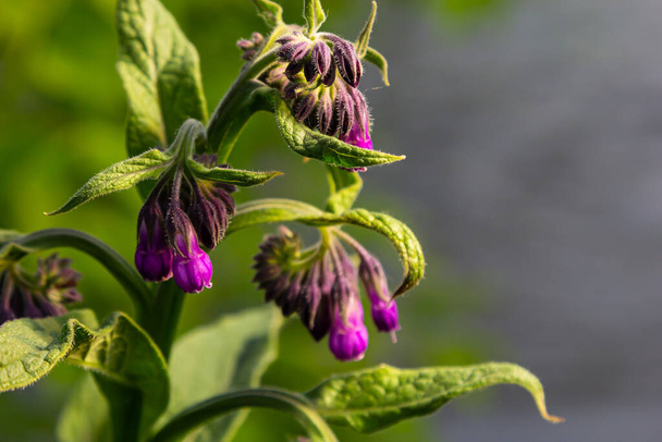 In the meadow, among wild herbs the comfrey Symphytum officinale is blooming. - Photo, Image