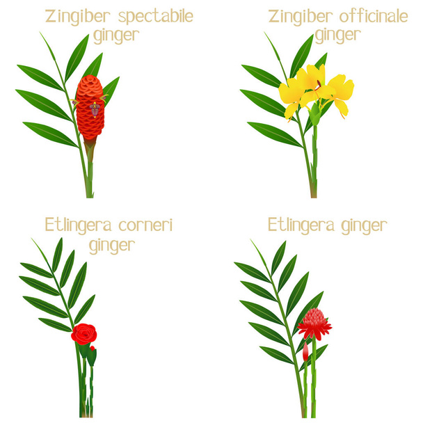 Set of ginger flowers on a white background. - Vector, Image