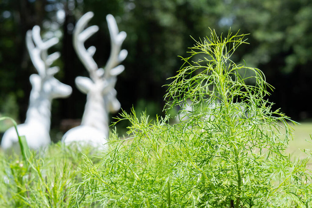 Крупный план маленькой сосны, украшающей сад курорта с размытой лепниной белого оленя. - Фото, изображение