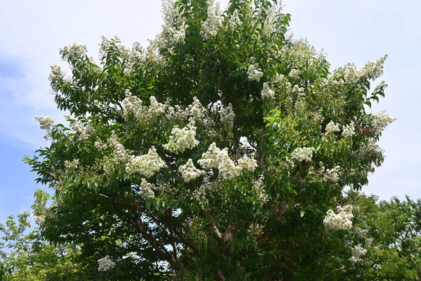 Raavi mirhakukkia. Lythraceae lehtipuu. Se kukkii punainen, valkoinen, ja vaaleanpunainen kukkia heinäkuusta lokakuuhun. - Valokuva, kuva