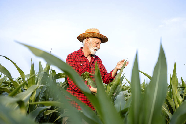 Опытный старший фермер, стоящий на кукурузном поле и проверяющий здоровье культур. - Фото, изображение
