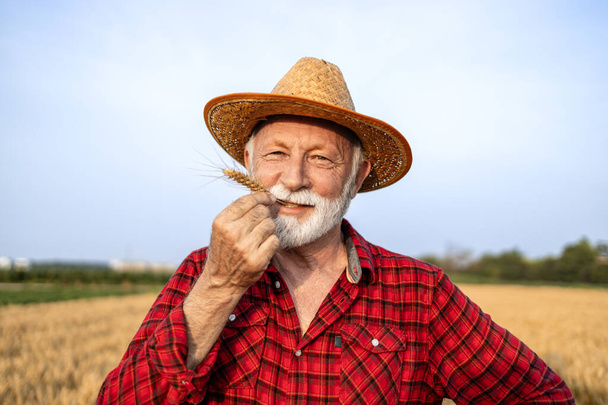 帽子をかぶった上級農民の肖像画,小麦畑に誇らしげに立っています.. - 写真・画像