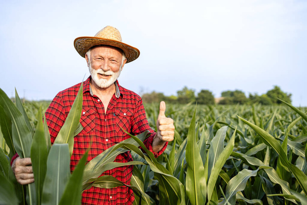 Портрет старшего фермера, стоящего на кукурузном поле и держащего большие пальцы за хорошие урожаи. - Фото, изображение