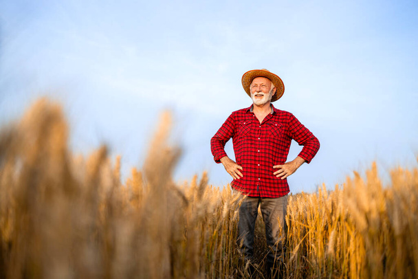 Retrato de un agricultor experimentado de pie en el campo de trigo y mirando a la distancia. - Foto, imagen