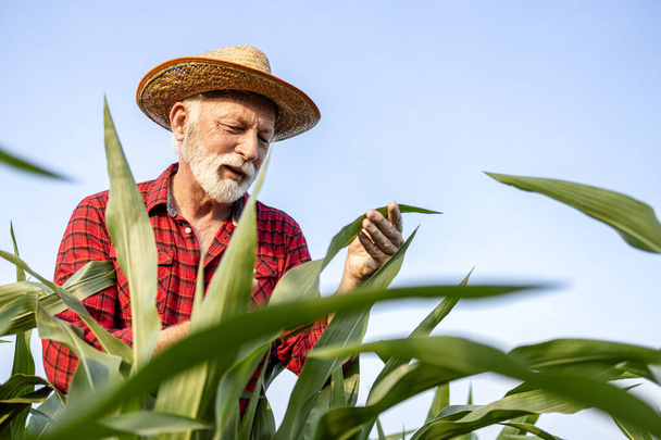 Starszy rolnik na polu kukurydzy sprawdza wzrost i zdrowie upraw. Produkcja żywności i dobre plony. - Zdjęcie, obraz