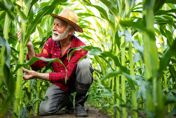 Agricoltore senior nel campo di mais che controlla la crescita e lo stato di salute delle colture. Produzione alimentare e buone rese. - Foto, immagini
