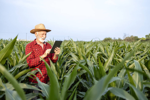Senior caucasian farmer using his digital tablet while standing in corn field. - Photo, Image
