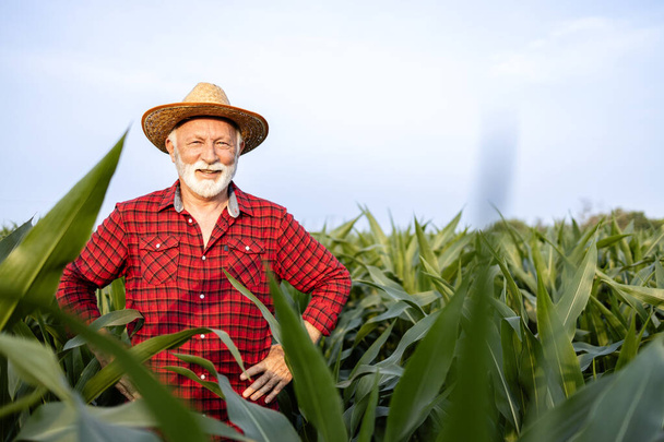 Senior granjero caucásico con sombrero orgullosamente de pie en el campo de maíz y mirando a la cámara. - Foto, Imagen