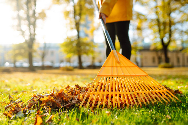 Collection of fallen leaves. Raking autumn leaves from the lawn on the lawn in the autumn park. Using a rake to clear fallen leaves. The concept of volunteering, seasonal gardening. - Foto, immagini