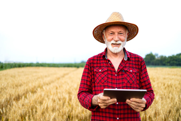 Człowiek stojący na polu i wykorzystujący inteligentne rolnictwo na tablecie cyfrowym zarządzającym produkcją i wzrostem upraw. - Zdjęcie, obraz