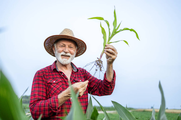 Starszy rolnik trzymający łodygę kukurydzy na polu. Przemysłowa produkcja ziarna. - Zdjęcie, obraz