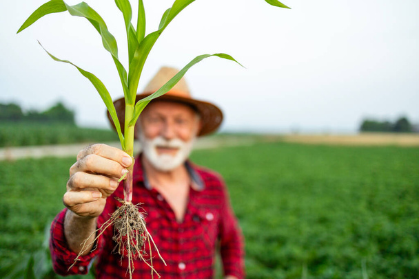 Agricoltore anziano con stelo di mais nel campo. Produzione industriale di cereali. - Foto, immagini