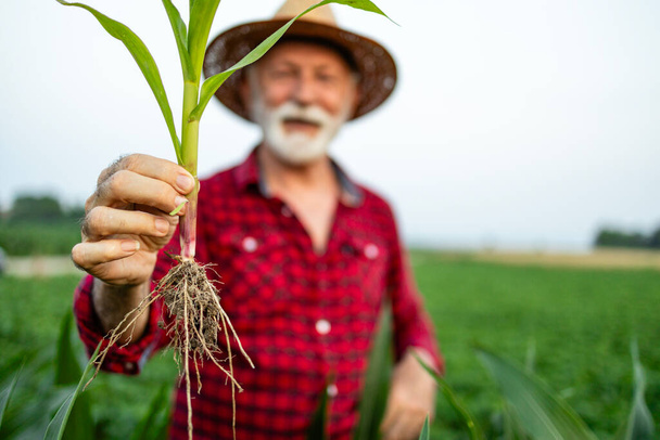 Старший фермер тримає стебло кукурудзи в полі. Промислове виробництво зерна. - Фото, зображення