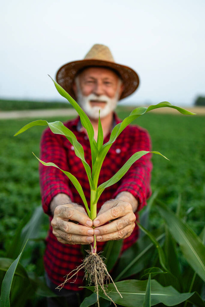 Starszy rolnik trzymający łodygę kukurydzy na polu. Przemysłowa produkcja ziarna. - Zdjęcie, obraz