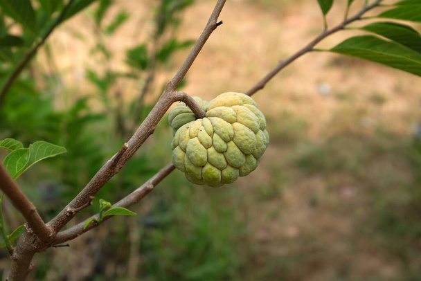 Γλυκό γλυκό μήλο, κρέμα μήλο, sweetsop, Annona, (Annona squamosa) στον κήπο τροπικά φρούτα και φύση φόντο.Είναι ένα μικρό δέντρο διακλάδωση. Στρογγυλό, τραχύ δέρμα - Φωτογραφία, εικόνα