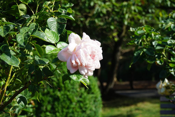 Rosa del árbol, Rosa 'Myriam', florece con flores rosas antiguas fuertes en julio en el parque. Rose es una planta leñosa perenne del género Rosa, perteneciente a la familia Rosaceae. Berlín, Alemania   - Foto, Imagen