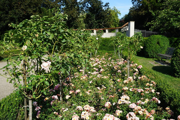 Перша кришка троянди, Роза'Джаз', а дерево троянди, Роза'Міріам', цвіте в липні в парку. Роза - деревна багаторічна квітуча рослина роду Роза, в родині Rosaceae. Берлін, Німеччина   - Фото, зображення