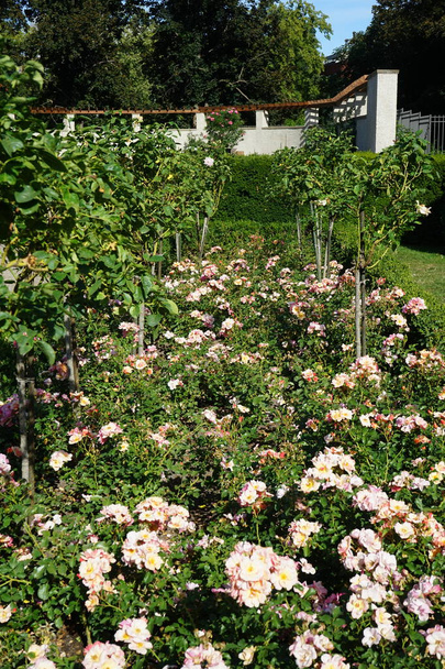 Maa kansi nousi, Rosa 'Jazz', ja puu nousi, Rosa 'Myriam', kukkivat heinäkuussa puistossa. Rose on puinen monivuotinen kukkiva kasvi suvun Rosa, perheen Rosaceae. Berliini, Saksa   - Valokuva, kuva