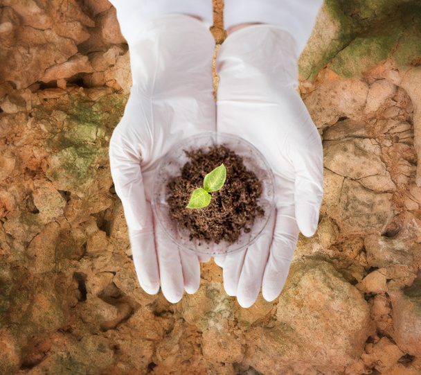 scientist hands with plant and soil - Fotografie, Obrázek