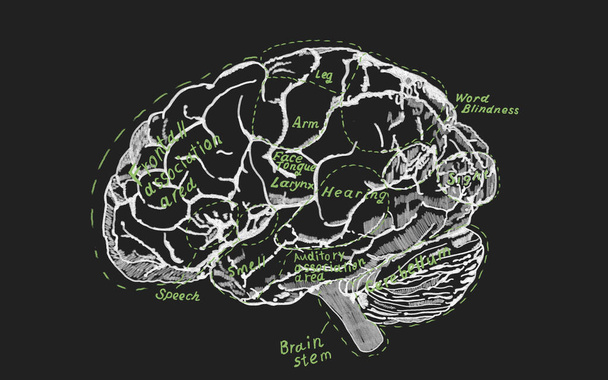 Ανθρώπινο σχέδιο εγκεφάλου vintage για την Εκπαίδευση ή την Επιστήμη. Λεπτομερής τυπογραφία νοητικού χάρτη με ανθρώπινο εγκέφαλο χωρισμένο σε φυσιολογικούς τομείς. Σχέδιο κιμωλίας σε φόντο μαυροπίνακα.  - Φωτογραφία, εικόνα