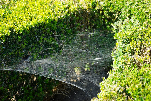 Plant pests. The web hangs on the bushes of Buxus sempervirens. Buxus, box or boxwood is a genus of about seventy species in the family Buxaceae. Berlin, Germany  - Photo, Image