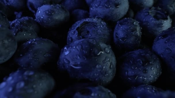 Amazing fresh ripe bilberries. Gigantic acai berries. Extreme macro slider footage of organic blueberry plant. Diet, antioxidant, healthy vegan food. 4k footage - Кадры, видео