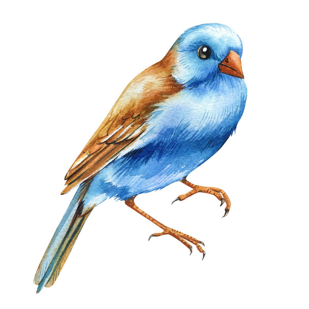白い背景,青い頭のアストラル,手描きの水彩の鳥で隔離された鳥. 高品質のイラスト - 写真・画像