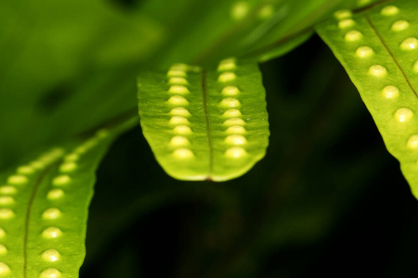 Microsorum pustulatum wächst im Dschungel Thailands - Foto, Bild
