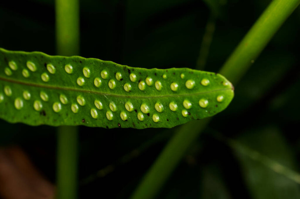 Microsorum pustulatum wächst im Dschungel Thailands - Foto, Bild