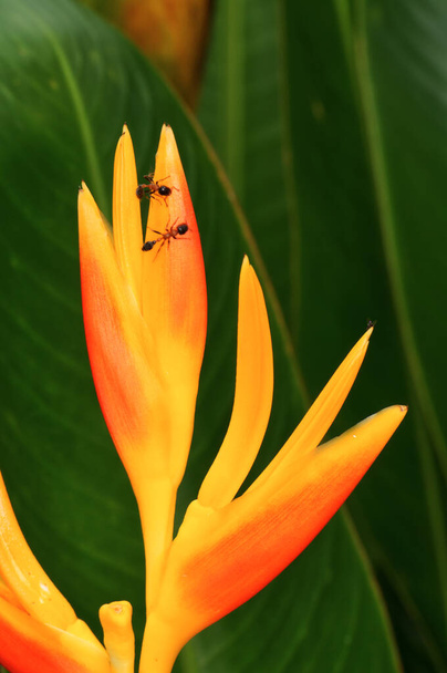 Heliconia amarilla psittacorum en la selva de Tailandia - Foto, Imagen